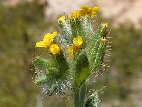 Bristly Fiddleneck (Amsinckia tessellata)