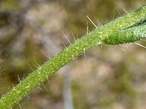 Bristly Fiddleneck (Amsinckia tessellata)