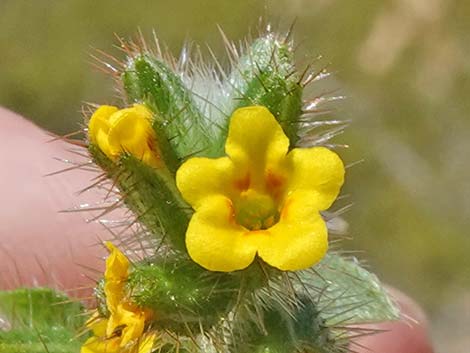 Bristly Fiddleneck (Amsinckia tessellata)