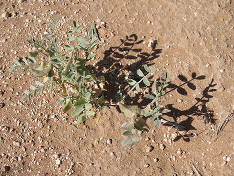 Three-corner Milkvetch (Astragalus geyeri var. triquetrus)