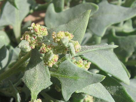 Leafcover Saltweed (Atriplex phyllostegia)