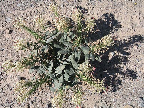 Booth's Evening Primrose (Eremothera boothii)