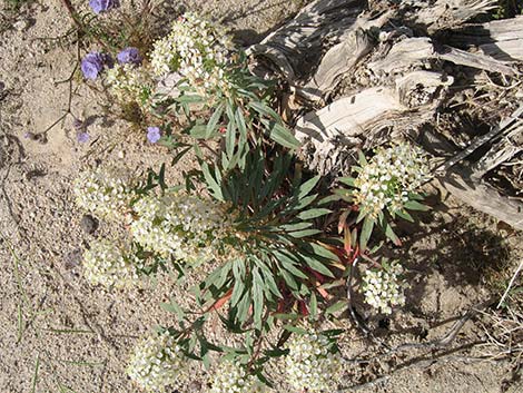 Booth's Evening Primrose (Eremothera boothii)