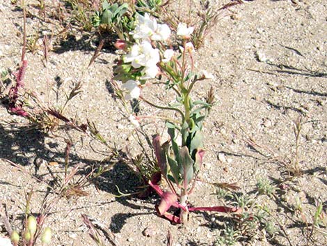 Booth's Evening Primrose (Eremothera boothii)