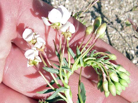 Booth's Evening Primrose (Eremothera boothii)