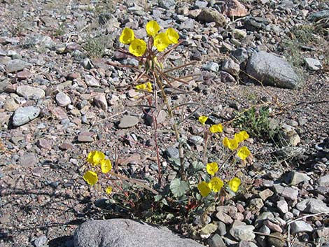 Golden Evening-Primrose (Chylismia brevipes)