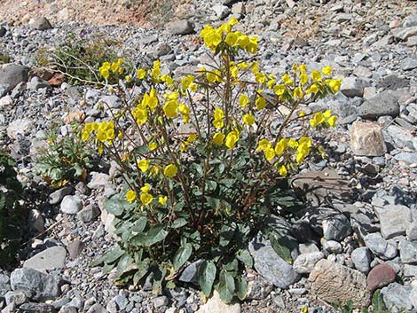 Golden Evening-Primrose (Chylismia brevipes)