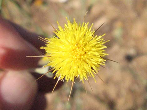 Malta Star-thistle (Centaurea melitensis)