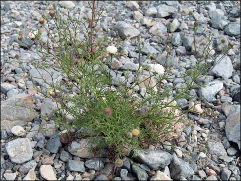 Pebble Pincushion (Chaenactis carphoclinia)