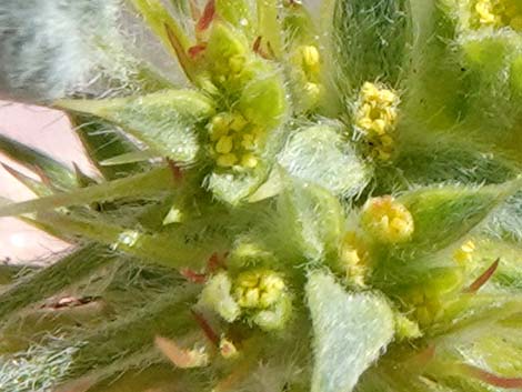 Devil's Spineflower (Chorizanthe rigida)