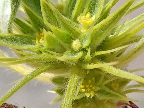 Devil's Spineflower (Chorizanthe rigida)