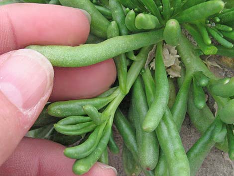 Dead Man's Fingers (Cistanthe ambigua)