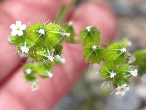 Wingnut Cryptantha (Cryptantha pterocarya)