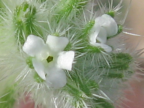 Forget-Me-Nots (Cryptantha spp.)