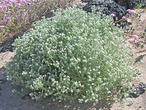 Forget-Me-Nots (Cryptantha spp.)