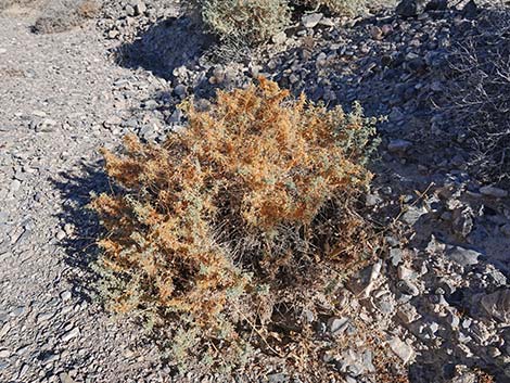 Desert Dodder (Cuscuta denticulata)