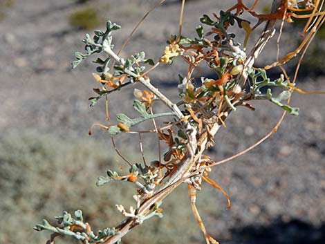 Desert Dodder (Cuscuta denticulata)