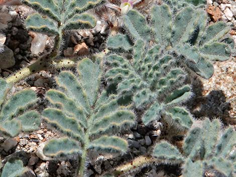 Soft Prairie Clover (Dalea mollissima)