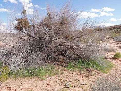 Flix weed (Descurainia sophia)