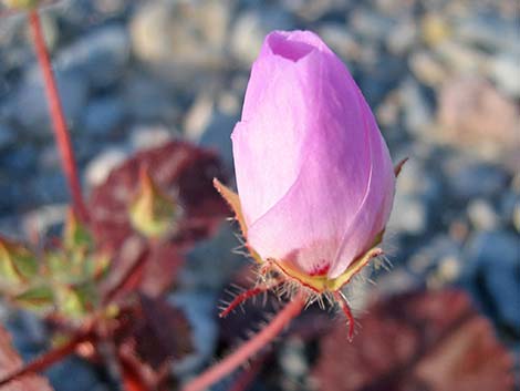 Desert Fivespot (Eremalche rotundifolia)