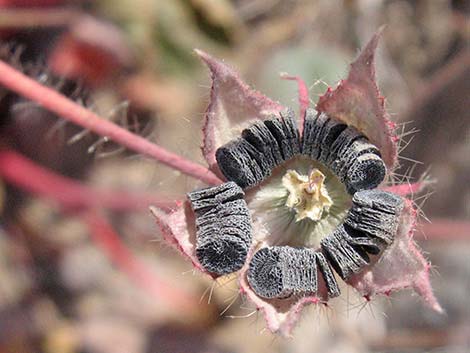 Desert Fivespot (Eremalche rotundifolia)