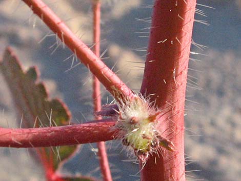 Desert Fivespot (Eremalche rotundifolia)