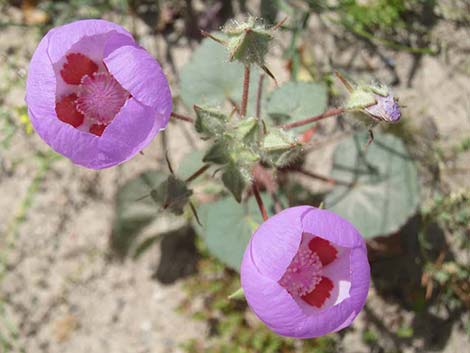 Desert Fivespot (Eremalche rotundifolia)