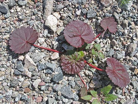 Desert Fivespot (Eremalche rotundifolia)