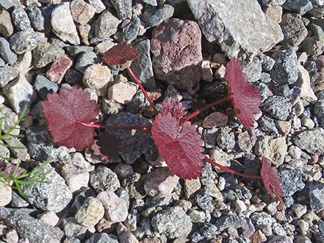 Desert Fivespot (Eremalche rotundifolia)