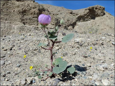 Desert Fivespot (Eremalche rotundifolia)