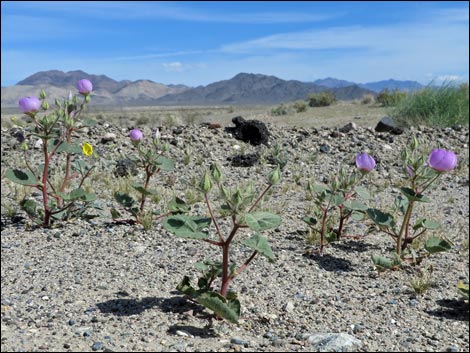 Desert Fivespot (Eremalche rotundifolia)