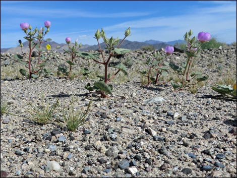 Desert Fivespot (Eremalche rotundifolia)