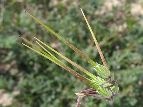 Redstem Stork's Bill (Erodium cicutarium)