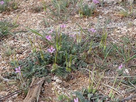 Redstem Stork's Bill (Erodium cicutarium)