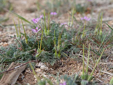 Redstem Stork's Bill (Erodium cicutarium)