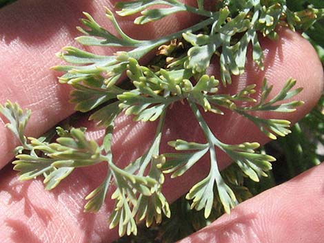 Desert Poppy (Eschscholzia glyptosperma)