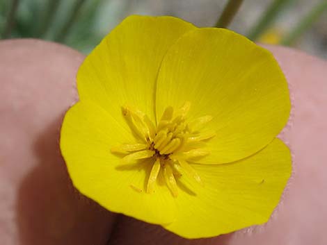 Desert Poppy (Eschscholzia glyptosperma)