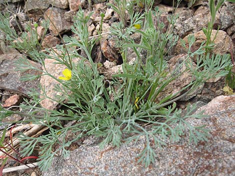 Pygmy Poppy (Eschscholzia minutiflora)