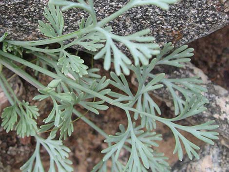 Pygmy Poppy (Eschscholzia minutiflora)