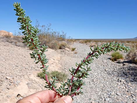 Halogeton (Halogeton glomeratus)