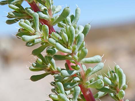 Halogeton (Halogeton glomeratus)