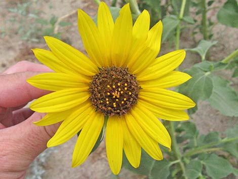 Common Sunflower (Helianthus annuus)