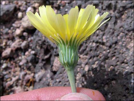 Desert Dandelion (Malacothrix glabrata)