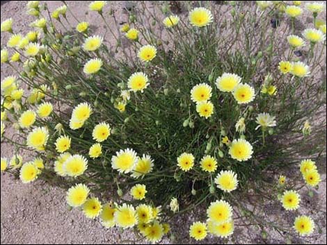 Desert Dandelion (Malacothrix glabrata)