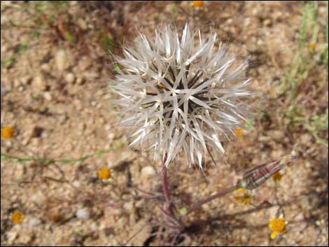 Desert Dandelion (Malacothrix glabrata)