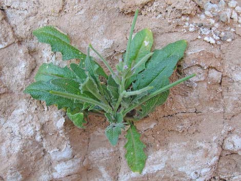 African Mustard (Malcolmia africana)