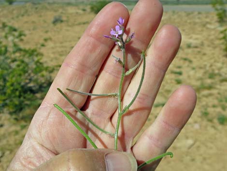 African Mustard (Strigosella africana)