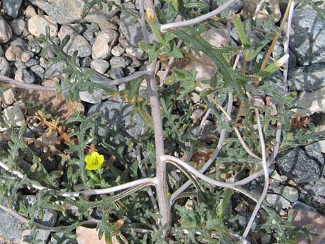 Whitestem Blazingstar (Mentzelia albicaulis)