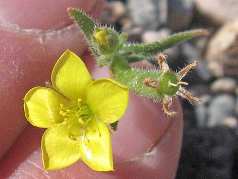 Whitestem Blazingstar (Mentzelia albicaulis)