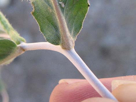 Whitestem Blazingstar (Mentzelia albicaulis)